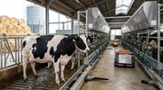 Ціни на молоко впали до 14 грн — фермери йдуть у м'ясо
